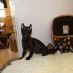 Savannah Kitten, Guinness