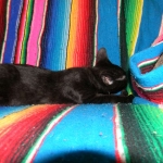 Savannah Kitten, Guinness