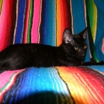 Savannah Kitten, Guinness