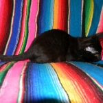 Savannah Kitten, Guinness