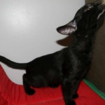 Savannah Kitten, Guinness