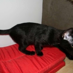 Savannah Kitten, Guinness