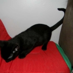 Savannah Kitten, Guinness