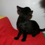 Savannah Kitten, Guinness