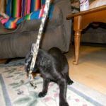 Savannah Kitten, Guinness