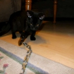 Savannah Kitten, Guinness