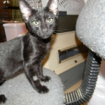 Savannah Kitten, Guinness