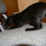 Savannah Kitten, Guinness