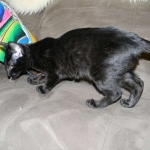 Savannah Kitten, Guinness