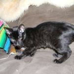 Savannah Kitten, Guinness