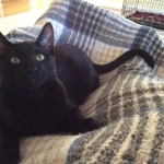 Guinness, Black on Black F-6A Savannah.jpg