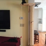 Guinness and Maleficent, F-6A savannahs