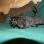 Savannah F-6A Black on Black male DOB 9-29-14 002-800