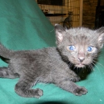 Savannah F-6A Black on Black male DOB 9-29-14 005-800