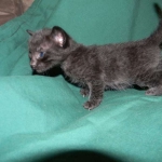 Savannah F-6A Black on Black male DOB 9-29-14 008-800