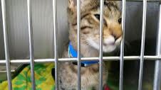 Tigger Savannah F-6A Brown (black) spotted male DOB 2-19-17