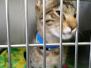 Tigger Savannah F-6A Brown (black) spotted male DOB 2-19-17
