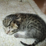 Savannah, F-6A, Brown (black)Spotted, Male, DOB 2-19-17