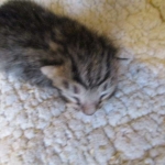 Savannah, F-6A, Brown (black)Spotted, Male, DOB 2-19-17