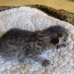 Savannah, F-6A, Brown (black)Spotted, Male, DOB 2-19-17