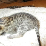 Savannah, F-6A, Brown (black)Spotted, Male, DOB 2-19-17