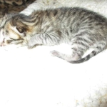 Tigger,Savannah, F-6A, Brown (black)Spotted, Male, DOB 2-19-17