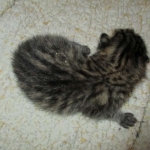 Savannah, F-6A, Brown (black)Spotted, Male, DOB 2-19-17