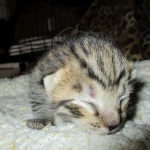 Savannah, F-6A, Brown (black)Spotted, Male, DOB 2-19-17