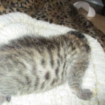 Savannah, F-6A, Brown (black)Spotted, Male, DOB 2-19-17