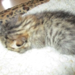 Tigger,Savannah, F-6A, Brown (black)Spotted, Male, DOB 2-19-17