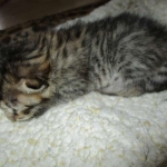 Savannah, F-6A, Brown (black)Spotted, Male, DOB 2-19-17