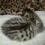 Savannah, F-6A, Brown (black)Spotted, Male, DOB 2-19-17