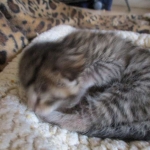 Savannah, F-6A, Brown (black)Spotted, Male, DOB 2-19-17