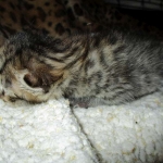 Savannah, F-6A, Brown (black)Spotted, Male, DOB 2-19-17