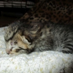 Savannah, F-6A, Brown (black)Spotted, Male, DOB 2-19-17