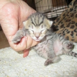 Savannah, F-6A, Brown (black)Spotted, Male, DOB 2-19-17