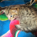 Tigger,Savannah, F-6A, Brown (black)Spotted, Male, DOB 2-19-17