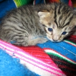 Tigger,Savannah, F-6A, Brown (black)Spotted, Male, DOB 2-19-17