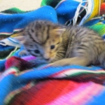 Tigger,Savannah, F-6A, Brown (black)Spotted, Male, DOB 2-19-17