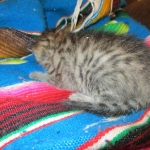 Tigger,Savannah, F-6A, Brown (black)Spotted, Male, DOB 2-19-17