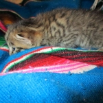 Tigger,Savannah, F-6A, Brown (black)Spotted, Male, DOB 2-19-17