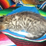 Tigger,Savannah, F-6A, Brown (black)Spotted, Male, DOB 2-19-17