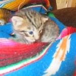 Tigger,Savannah, F-6A, Brown (black)Spotted, Male, DOB 2-19-17