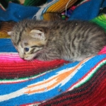 Tigger,Savannah, F-6A, Brown (black)Spotted, Male, DOB 2-19-17