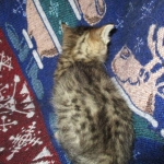 Tigger,Savannah, F-6A, Brown (black)Spotted, Male, DOB 2-19-17