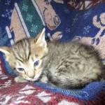 Tigger,Savannah, F-6A, Brown (black)Spotted, Male, DOB 2-19-17