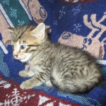 Tigger,Savannah, F-6A, Brown (black)Spotted, Male, DOB 2-19-17