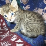 Tigger,Savannah, F-6A, Brown (black)Spotted, Male, DOB 2-19-17