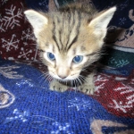 Tigger,Savannah, F-6A, Brown (black)Spotted, Male, DOB 2-19-17