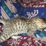 Tigger,Savannah, F-6A, Brown (black)Spotted, Male, DOB 2-19-17